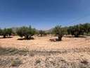 Parcela rústica en venta en Orihuela zona Barbarroja