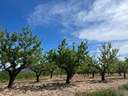 Parcela rústica en venta en Hondón de los Frailes zona Hondon De Los Frailes
