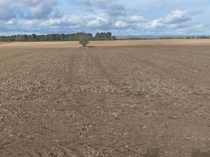 Parcela rústica en venta en Ayora