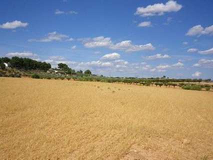 Parcela en venta en Almansa