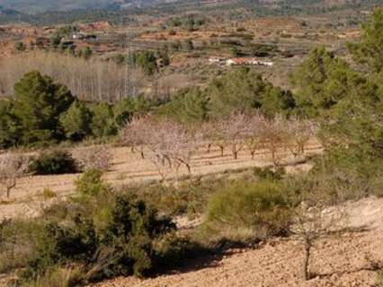 Parcela en venta en Teresa de Cofrentes