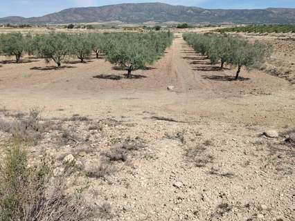 Parcela rústica en venta en Monóvar/Monòver