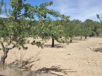 Parcela rústica en venta en Monóvar/Monòver