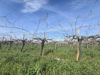 Parcela rústica en venta en Aspe