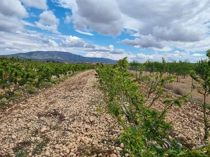 Parcela rústica en venta en El Pinós/Pinoso
