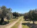 Parcela rústica en venta en Illora zona Alomartes