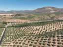 Parcela rústica en venta en Albolote