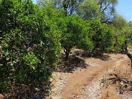Parcela rústica en venta en Vega de San Mateo