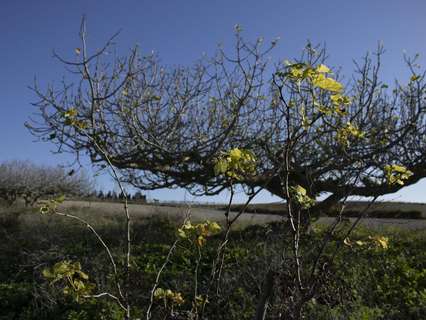 Parcela rústica en venta en Chiclana de la Frontera