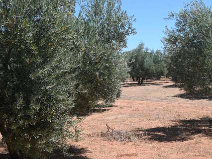 Parcela rústica en venta en Albolote