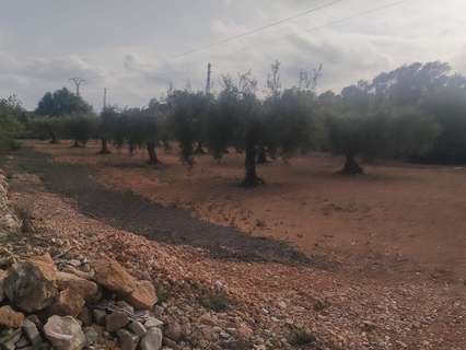 Parcela rústica en venta en Benicarló