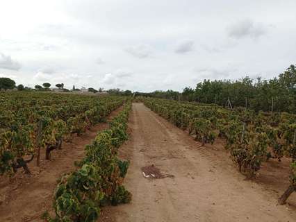 Parcela rústica en venta en Puerto Real