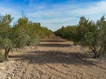 Parcela rústica en venta en Crevillent