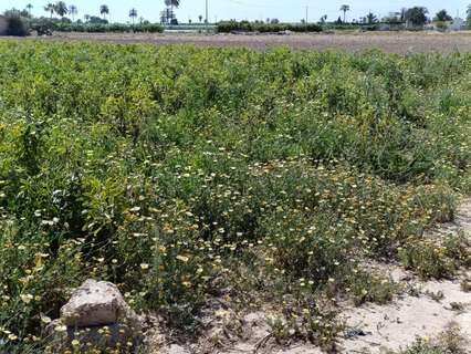 Parcela rústica en venta en Elche/Elx
