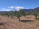 Parcela rústica en venta en Monóvar/Monòver
