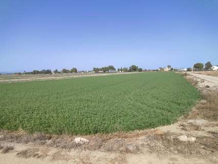 Parcela rústica en venta en Dolores