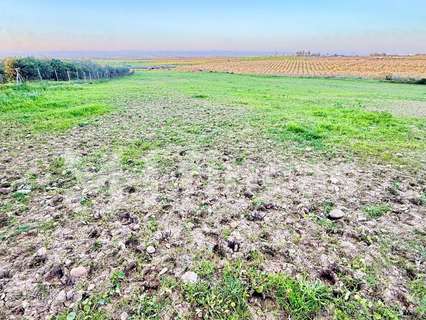 Parcela rústica en venta en Carmona