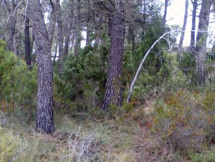 Parcela rústica en venta en Querol