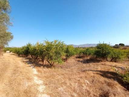 Parcela rústica en venta en Albatera