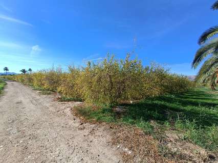 Parcela rústica en venta en Albatera