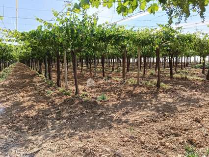 Parcela rústica en venta en Aspe