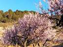 Parcela rústica en venta en Torremanzanas