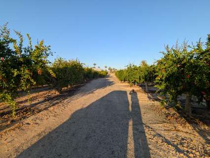 Parcela rústica en venta en Elche/Elx zona Matola