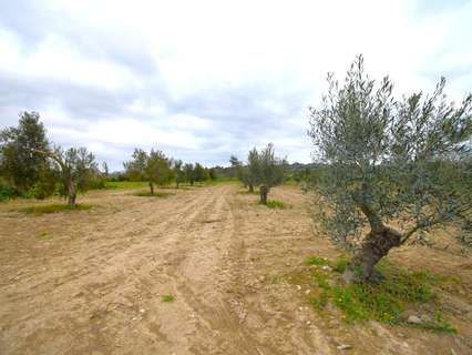 Parcela rústica en venta en Muro