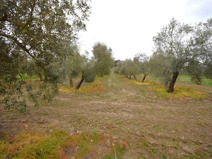 Parcela rústica en venta en Llubí