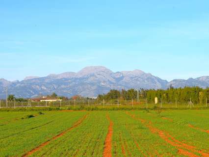 Parcela rústica en venta en Muro