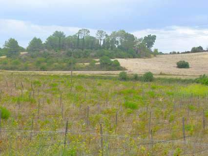 Parcela rústica en venta en Santa Margalida