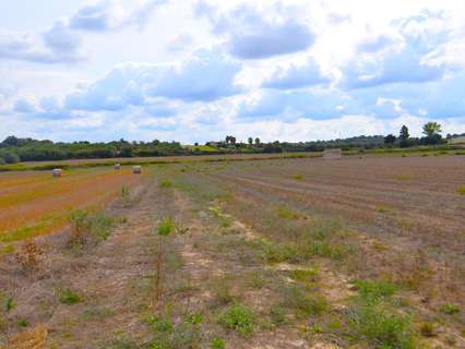 Parcela rústica en venta en Muro