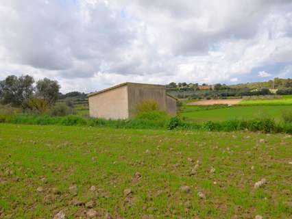 Parcela rústica en venta en Muro