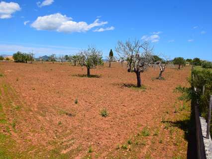 Parcela rústica en venta en Santa Margalida