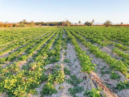 Parcela rústica en venta en Elche/Elx zona La Hoya