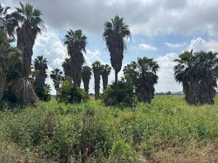 Parcela rústica en venta en San Fulgencio