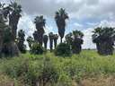 Parcela rústica en venta en San Fulgencio