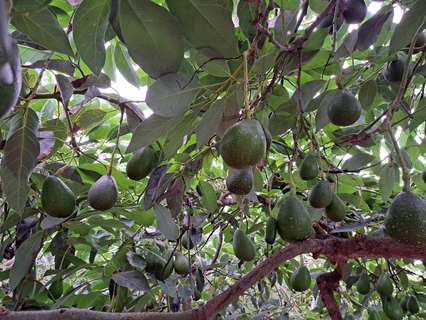 Casa rústica en venta en Los Realejos