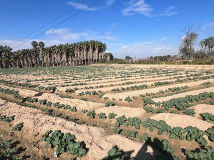 Parcela rústica en venta en Elche/Elx