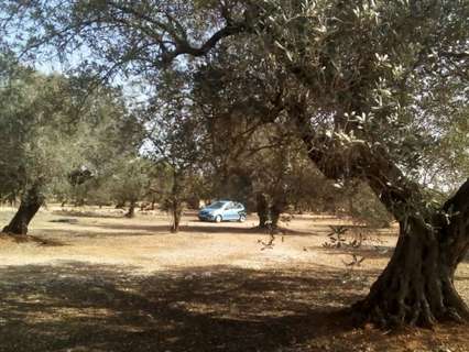 Parcela rústica en venta en Sant Carles de la Ràpita