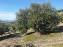 Parcela en venta en Lucena