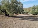 Parcela en venta en Lucena