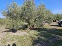 Parcela en venta en Lucena
