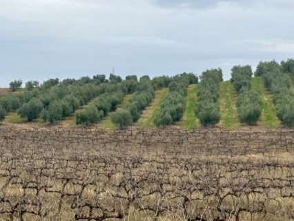 Parcela en venta en La Albuera
