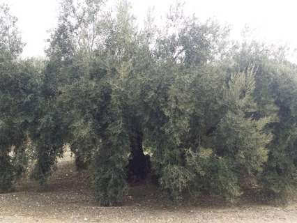 Parcela en venta en Iznájar