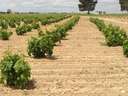 Parcela en venta en Tomelloso