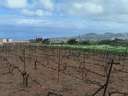 Parcela rústica en venta en El Sauzal