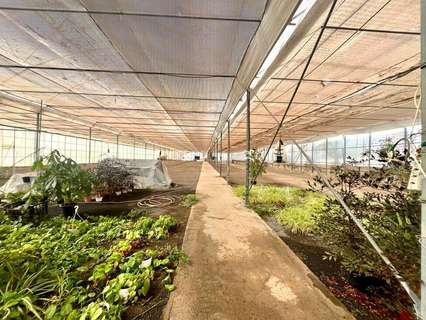 Parcela rústica en alquiler en Ingenio