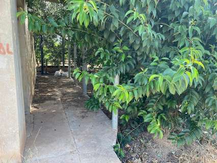 Parcela rústica en venta en Borriana/Burriana