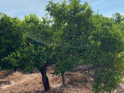 Parcela rústica en venta en Villarreal/Vila-real